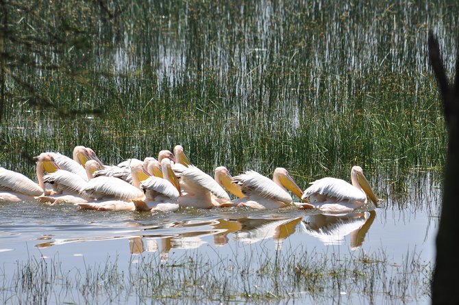 Lake Nakuru National Park daytrip - Why Lake Nakuru works as a one-day safari