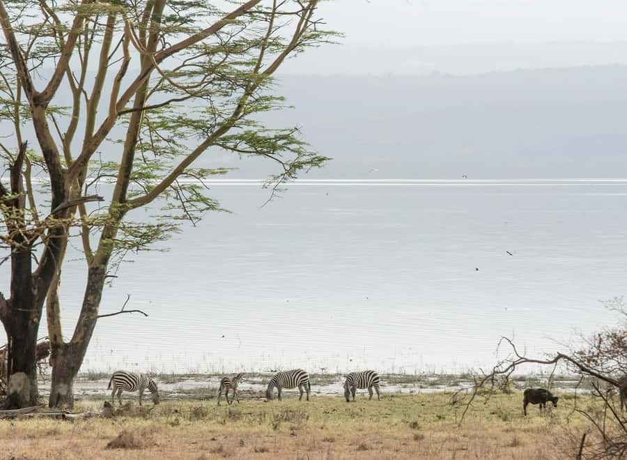 Lake Nakuru National Park: Daytrip in a 4X4 Private Jeep - Key points at a glance