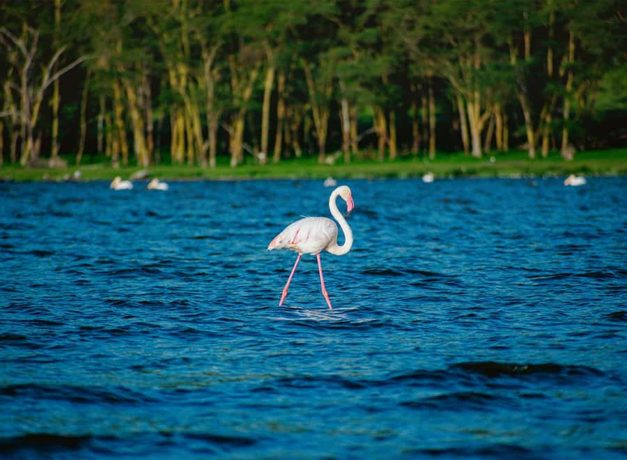 Lake Nakuru National Park: Daytrip in a 4X4 Private Jeep - Entering Lake Nakuru National Park around 9:00 am
