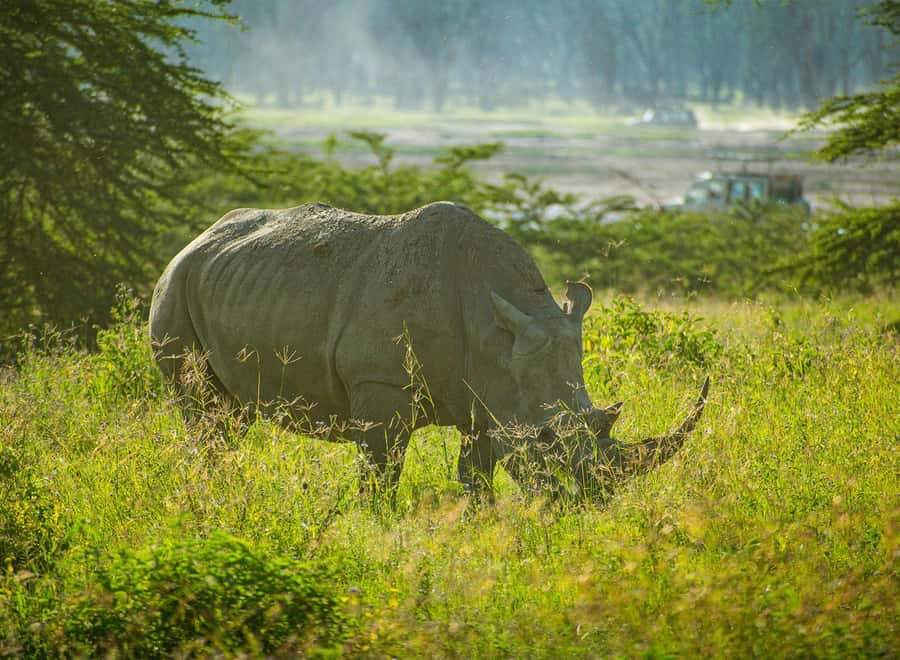 Lake Nakuru National Park: Daytrip in a 4X4 Private Jeep - The 6:00 am pickup and the road through the Rift Valley