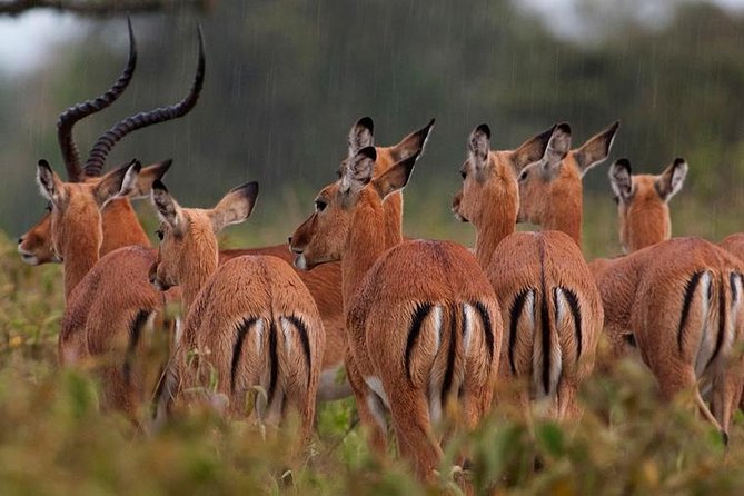 Lake Nakuru National Park Full Day - Key points to know before booking