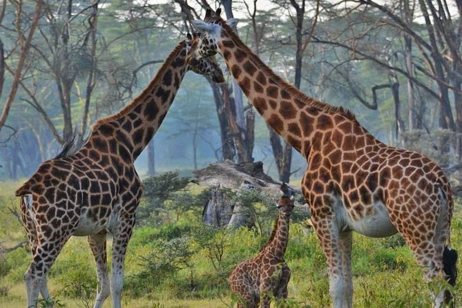 Lake Nakuru National Park Full Day - A useful pause at the Great Rift Valley viewpoint