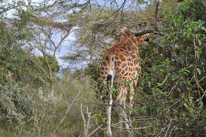 Lake Nakuru National Park - Full Day Tour - Lion Hill, Baboon Cliff, and Out of Africa