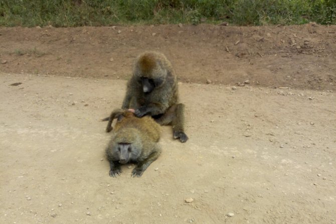 Lake Nakuru National Park - Full Day Tour - Conservation and the value of a guided visit