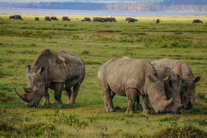 Lake Nakuru National Park Full Day - Reaching the pink shore of Lake Nakuru