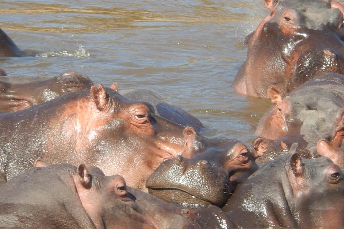Lake Nakuru National park & Lake Naivasha Day tour from Nairobi - Key points at a glance