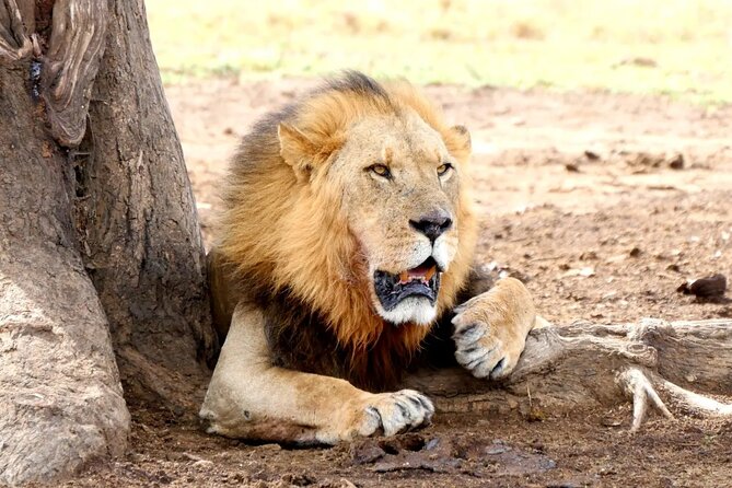 Lake Nakuru NP Half-Day Safari - Key points at a glance