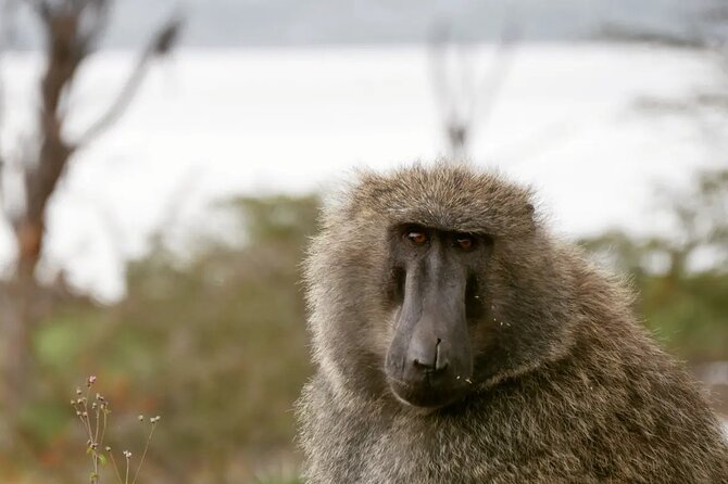 Lake Nakuru NP Half-Day Safari - Why a half-day at Lake Nakuru makes sense