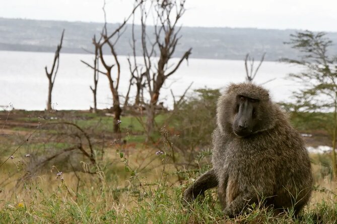 Lake Nakuru NP Half-Day Safari - What the guide adds to the experience