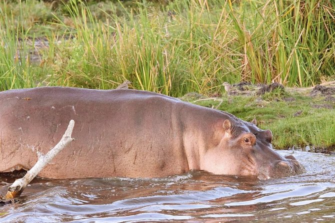Lake Victoria and western Kenya 8 days adventure safari - The Rift Valley stop gives the journey its first grand view