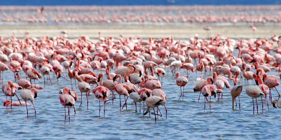 Lakes Nakuru& Naivasha National Park Wildlife Highlights - Key points to know before you book