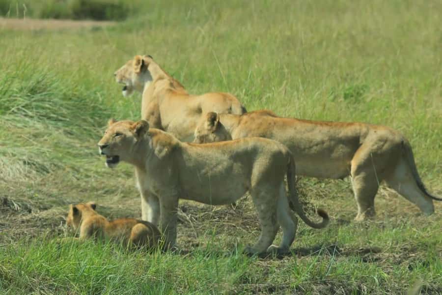 Lakes Nakuru& Naivasha National Park Wildlife Highlights - How the guides shape the day