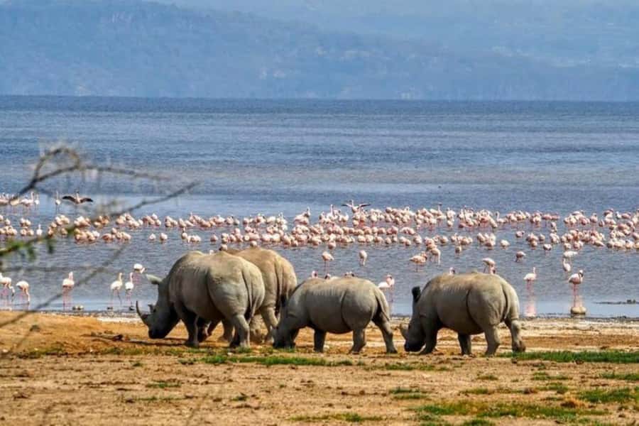 Lakes Nakuru& Naivasha National Park Wildlife Highlights - Lake Nakuru’s flamingos and rhino country