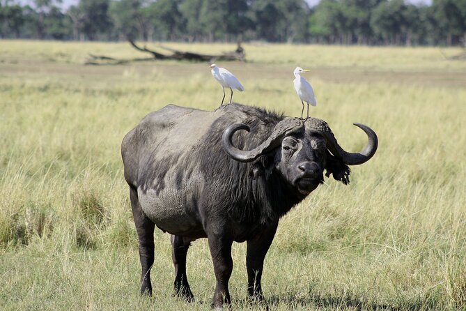 Lay Over Passenger Half Day Nairobi National Park Safari - Airport Pickup and the First Drive Through the East Gate