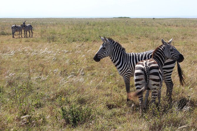 Lay Over Passenger Half Day Nairobi National Park Safari - The Ivory Burning Site and Kenya’s Conservation Message