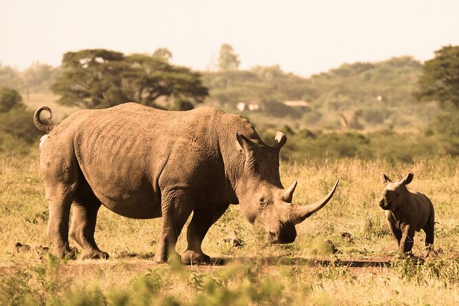Lay Over Passenger Half Day Nairobi National Park Safari - Four Hours Searching for Lion, Leopard, Rhino, and Buffalo
