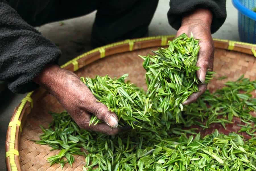Limuru: Tea Farm Visit with Lunch - Key Points At A Glance