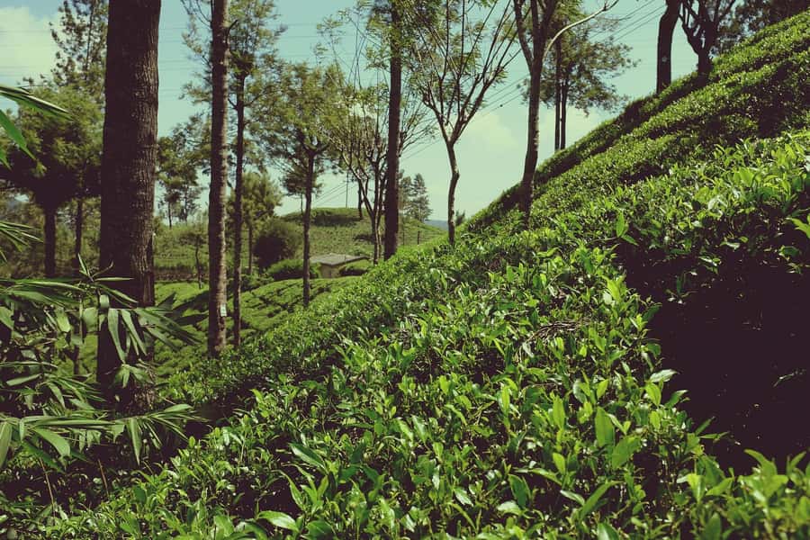 Limuru: Tea Farm Visit with Lunch - Why This Countryside Escape Works