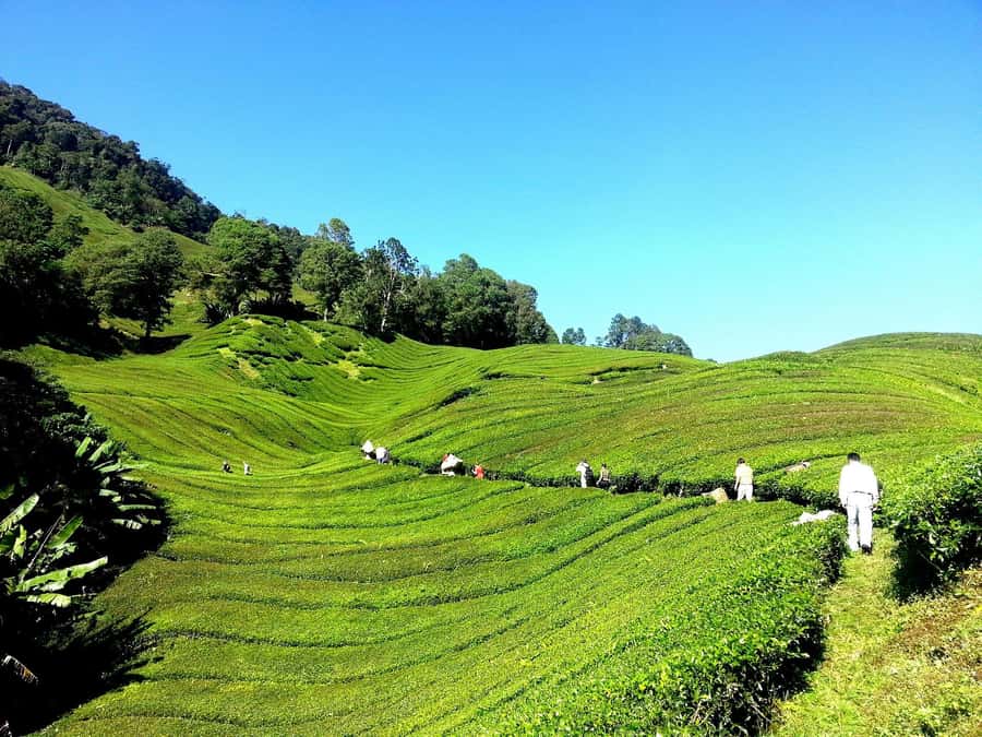 Limuru: Tea Farm Visit with Lunch - Understanding How Kenyan Tea Is Grown