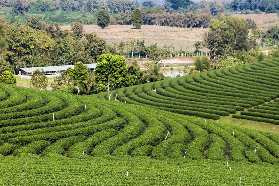 Limuru: Tea Farm Visit with Lunch - A Forest Walk Beyond The Tea Fields