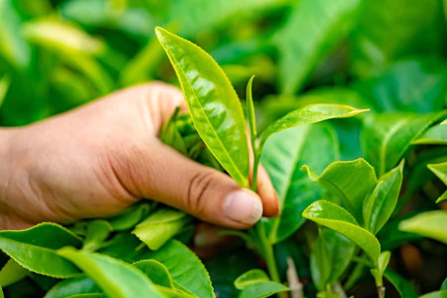 Limuru: Tea Farm Visit with Lunch - What The $120 Price Includes