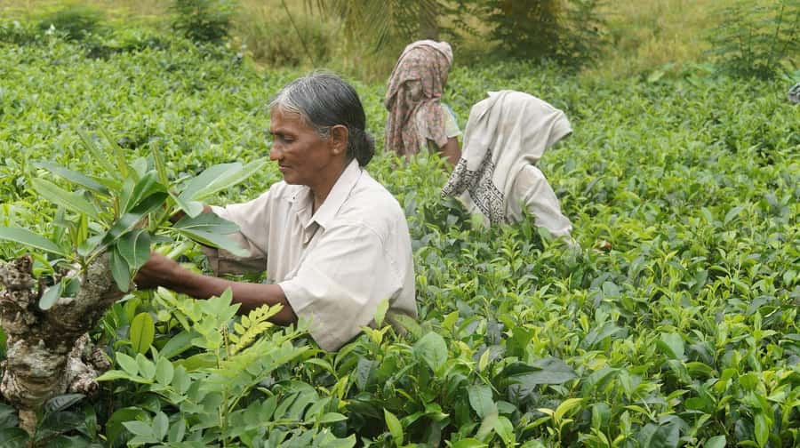 Limuru: Tea Farm Visit with Lunch - Practical Packing Advice For Limuru