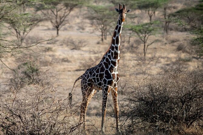 Maasai Mara 3 Day Guided Tour - The real shape of this three-day safari