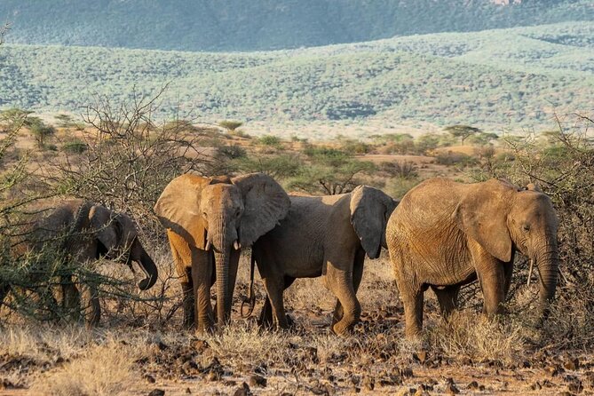 Maasai Mara 3 Day Guided Tour - Day 3, one last look before Nairobi