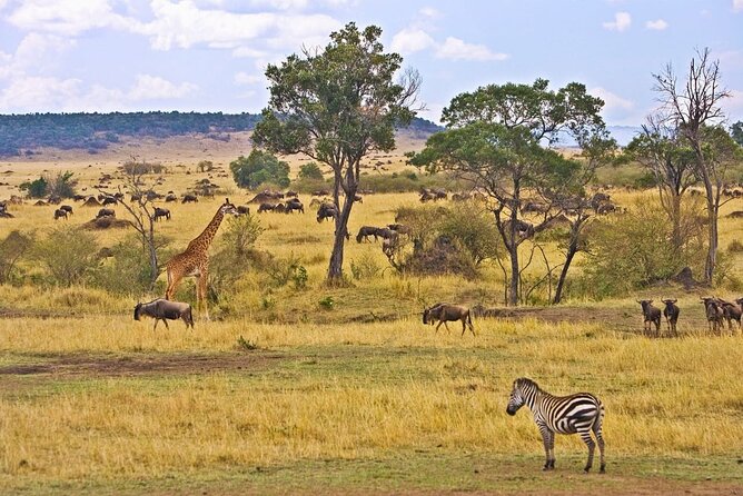 Maasai Mara 3 Day Guided Tour - What $768 buys you