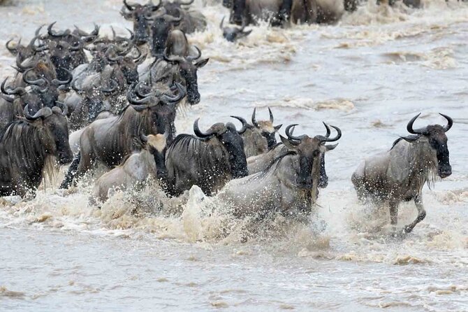 Maasai Mara 3 Day Guided Tour - Arrival, lunch, and the first afternoon game drive