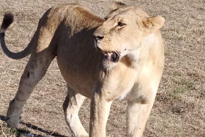 Maasai Mara Day Trip From Nairobi - Why this one-day safari is appealing