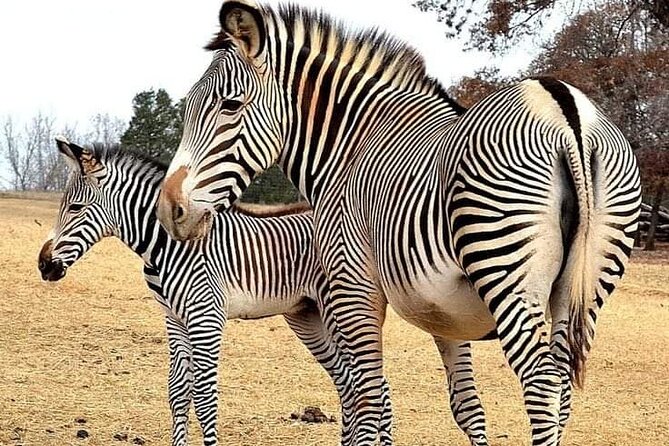 Maasai Mara Day Trip From Nairobi - How the small group affects the day