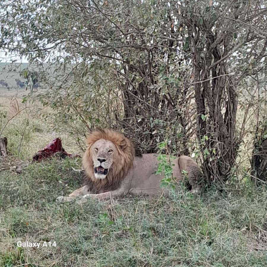 Maasai Mara day trip with pickup from Nairobi - Key Points Before You Book