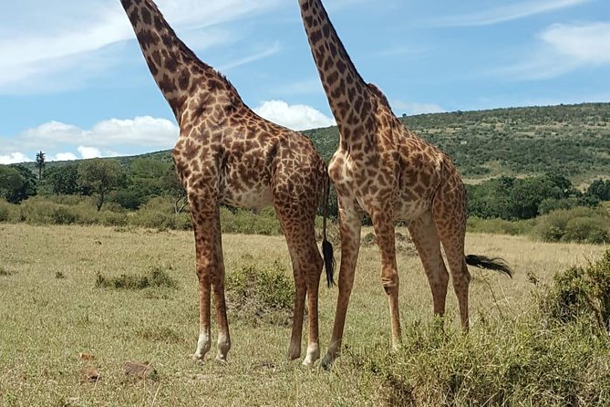Maasai Mara Game Reserve - Key Points Before You Book