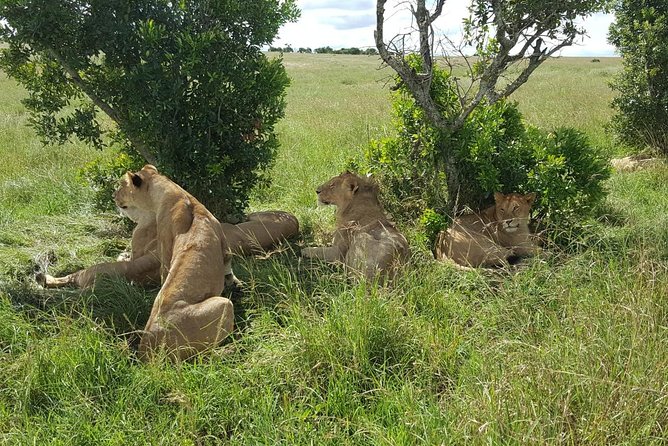 Maasai Mara Game Reserve - Leaving Nairobi at 7:00 a.m.