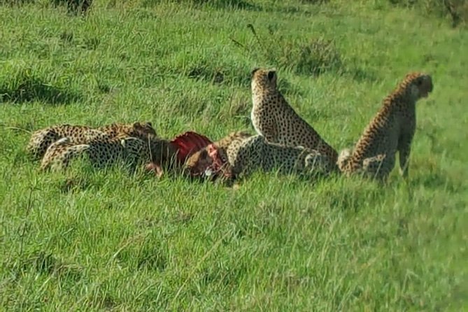 Maasai Mara Game Reserve - Day Two: The Main Mara Experience