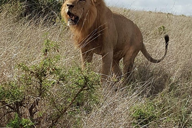 Maasai Mara Game Reserve - Day Three: An Optional Early Start