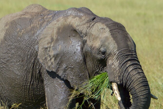 Maasai Mara National Reserve 3-day safari - Nairobi to the Mara: A Long First Day