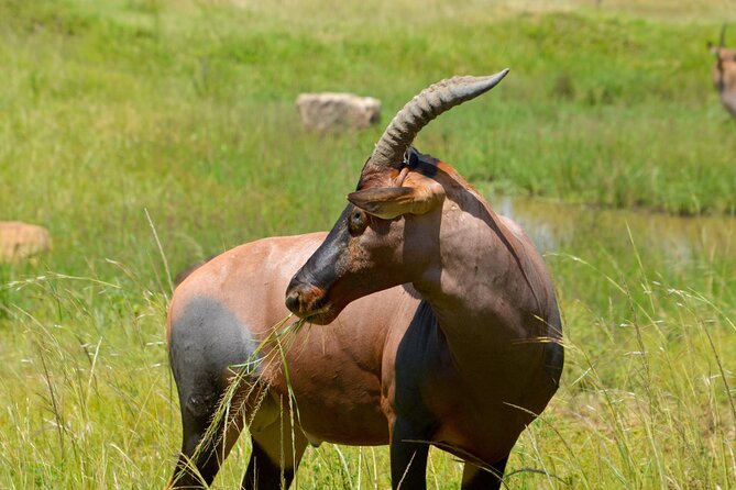 Maasai Mara National Reserve 3-day safari - Guide Quality and Vehicle Comfort