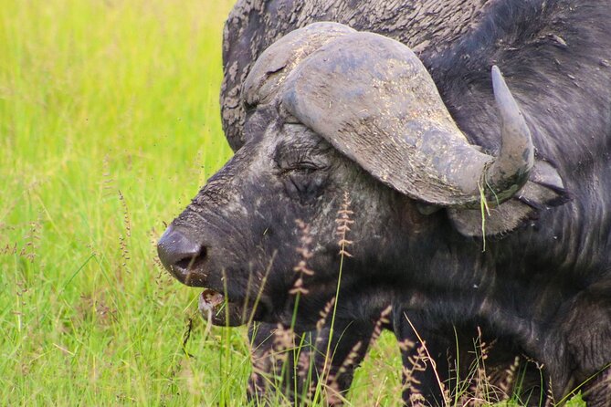 Maasai Mara National Reserve 3-day safari - Practical Advice Before You Book