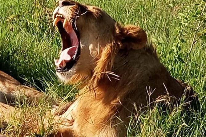 Maasai Mara National Reserve 3-day safari - Should You Book This Maasai Mara Safari?