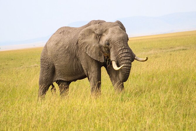 Maasai Mara National Reserve 3-day safari - Lodging, Meals, and What the $800 Covers