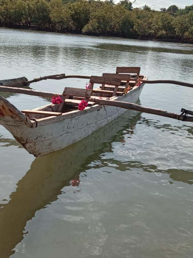 mangrove tour - Mangroves and birdwatching upstream