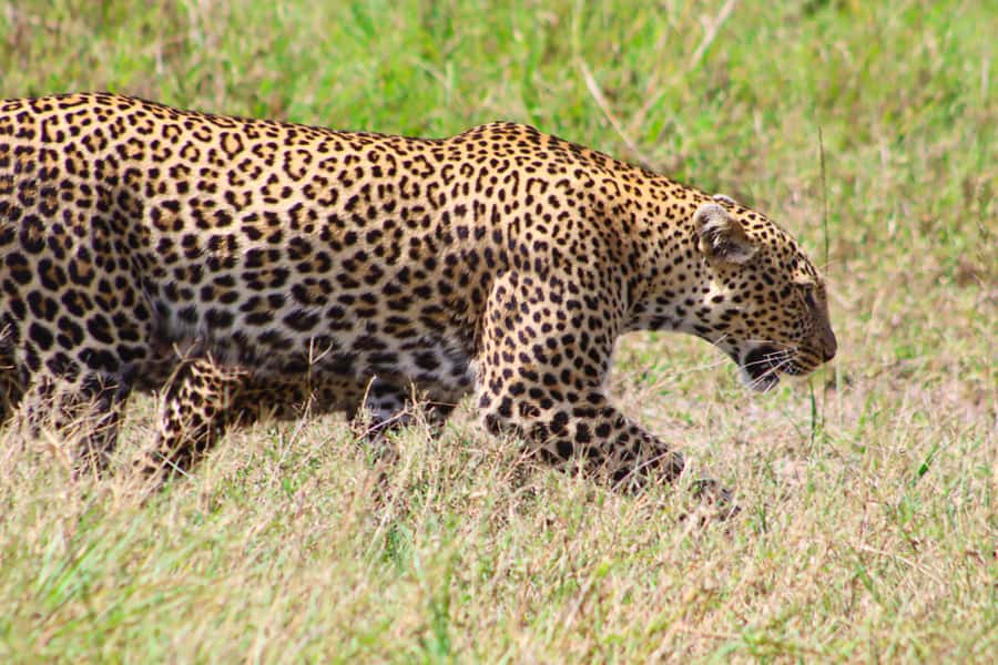 Masai Mara: 2 Day Private Safari In a 4x4 Land Cruiser - Key points to know before booking