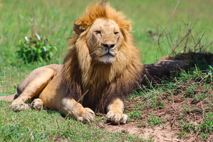 Masai Mara: 2 Day Private Safari In a 4x4 Land Cruiser - Why this two-day Masai Mara safari works