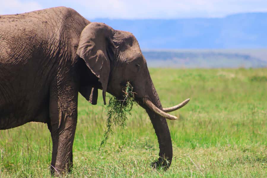 Masai Mara: 2 Day Private Safari In a 4x4 Land Cruiser - Lunch, arrival, and the first afternoon game drive