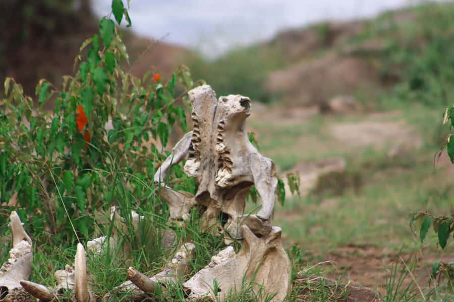 Masai Mara: 2 Day Private Safari In a 4x4 Land Cruiser - Evening accommodation, dinner, and a bonfire