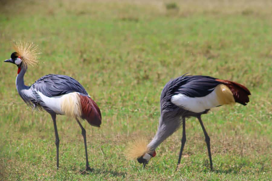 Masai Mara: 2 Day Private Safari In a 4x4 Land Cruiser - The sunrise game drive on day two