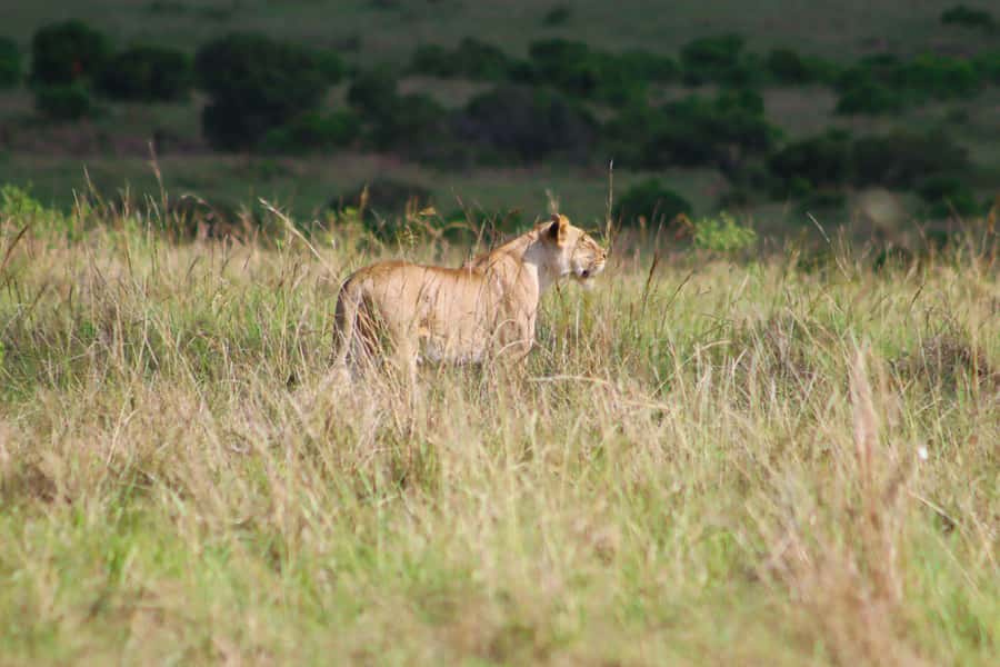 Masai Mara: 2 Day Private Safari In a 4x4 Land Cruiser - The optional Maasai village experience