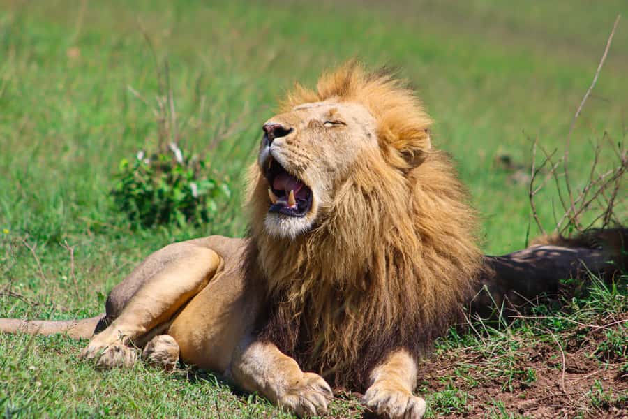 Masai Mara: 2 Day Private Safari In a 4x4 Land Cruiser - Returning to Nairobi after the final drive